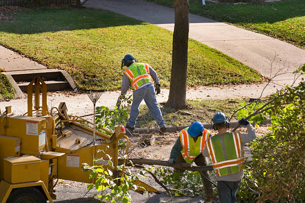 Best Storm Damage Tree Cleanup  in Hauser, ID